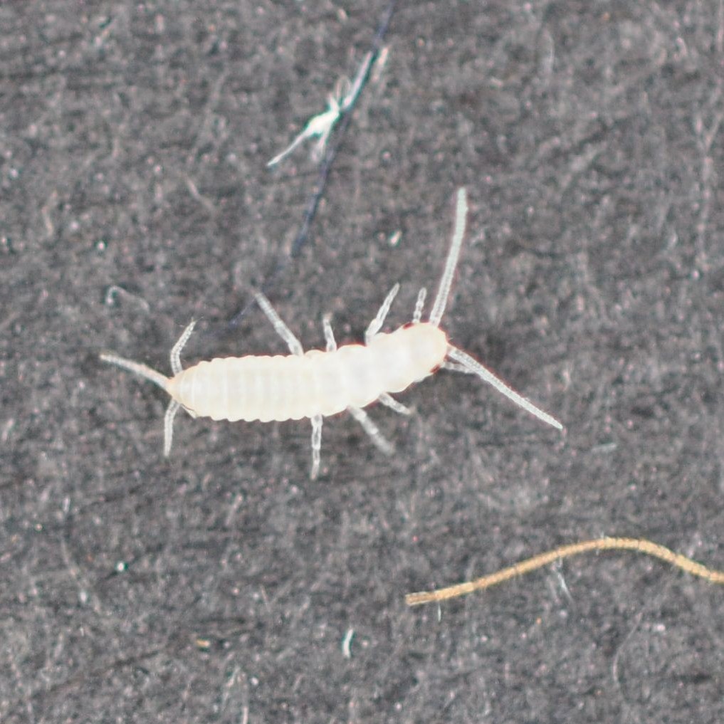 Junge Papierfischchen sind weiß und werden Nymphe genannt. Erst später dunkel sie nach.