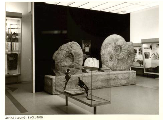 Bild zweier Fossilien aus der Ausstellung "Evolution" des Westfälischen Landesmuseums für Naturkunde